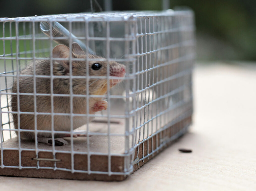 Mouse caught in live trap