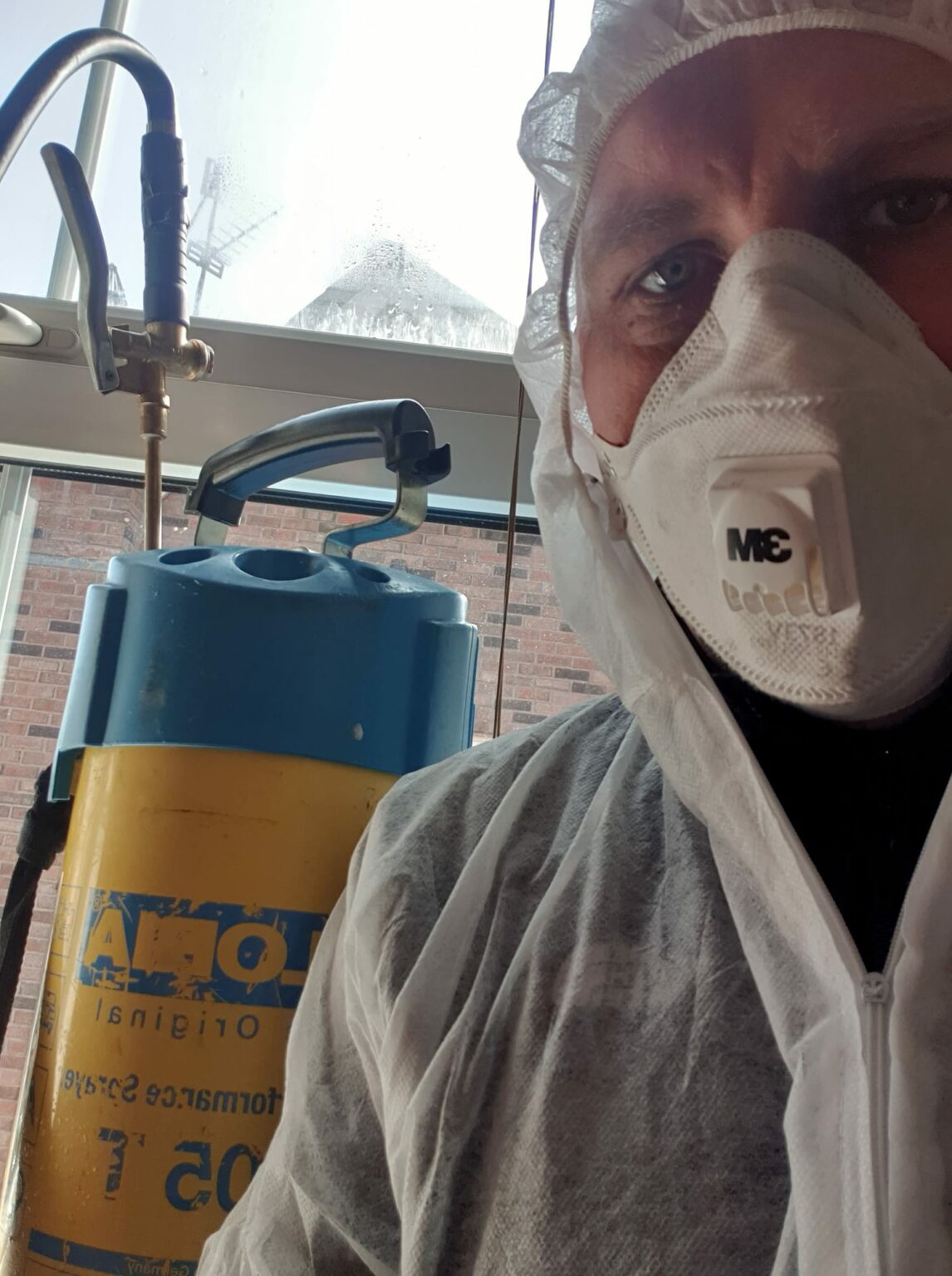 Pest Control Lisburn & Belfast Wasps From £75 Flytech Pest Control