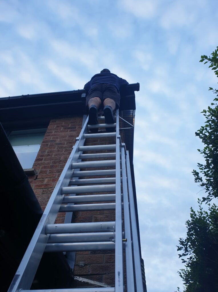 Pest Control Lisburn & Belfast Wasps From £75 Flytech Pest Control