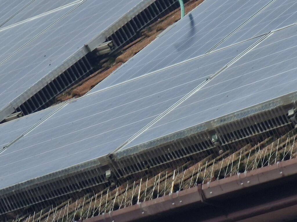 How Much Does Solar Panel Bird Proofing Cost?
