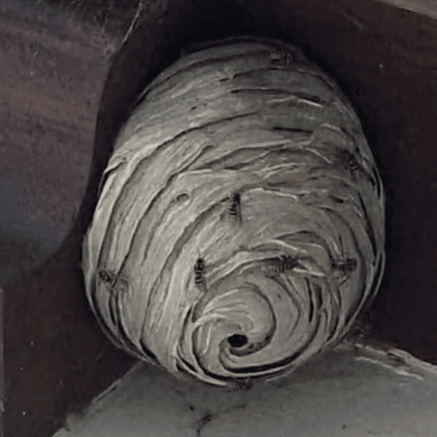 A wasp nest with wasps crawling all over the outside.
