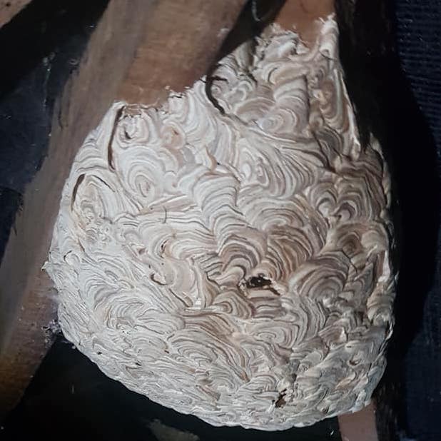 Large wasp nest in attic