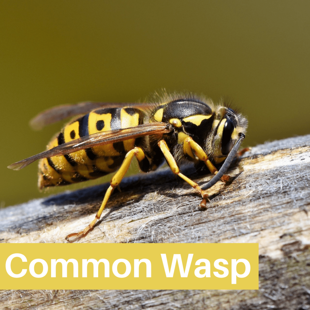 Wasp-control-services-by-Flytech