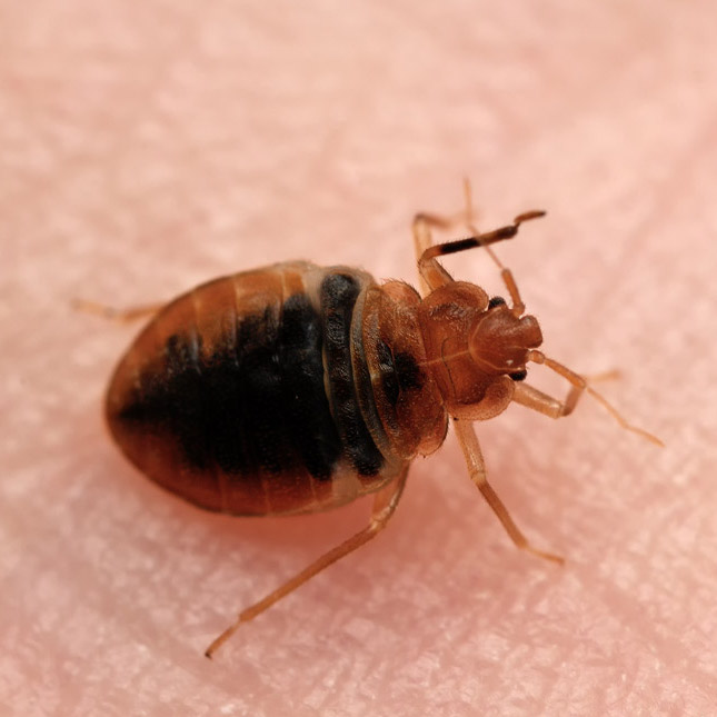 close up of a bed bug