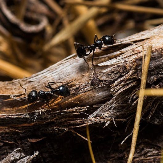 Black ants crawling across a log