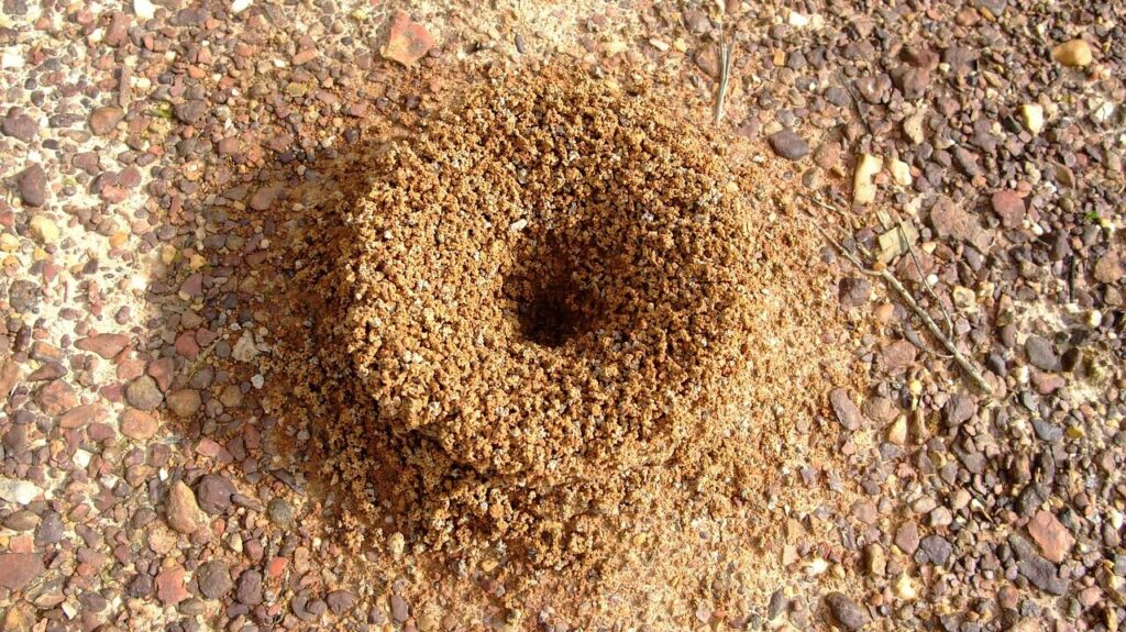 Ant nest found in residential back garden