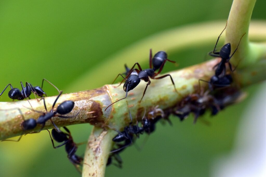 Black garden ant commonly found in UK gardens