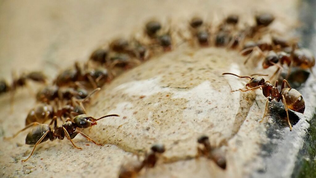 Garden ant colony drinking from water droplet outside