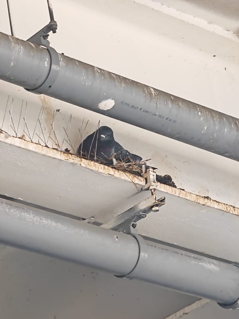 Pigeon in nest on white ceiling beam