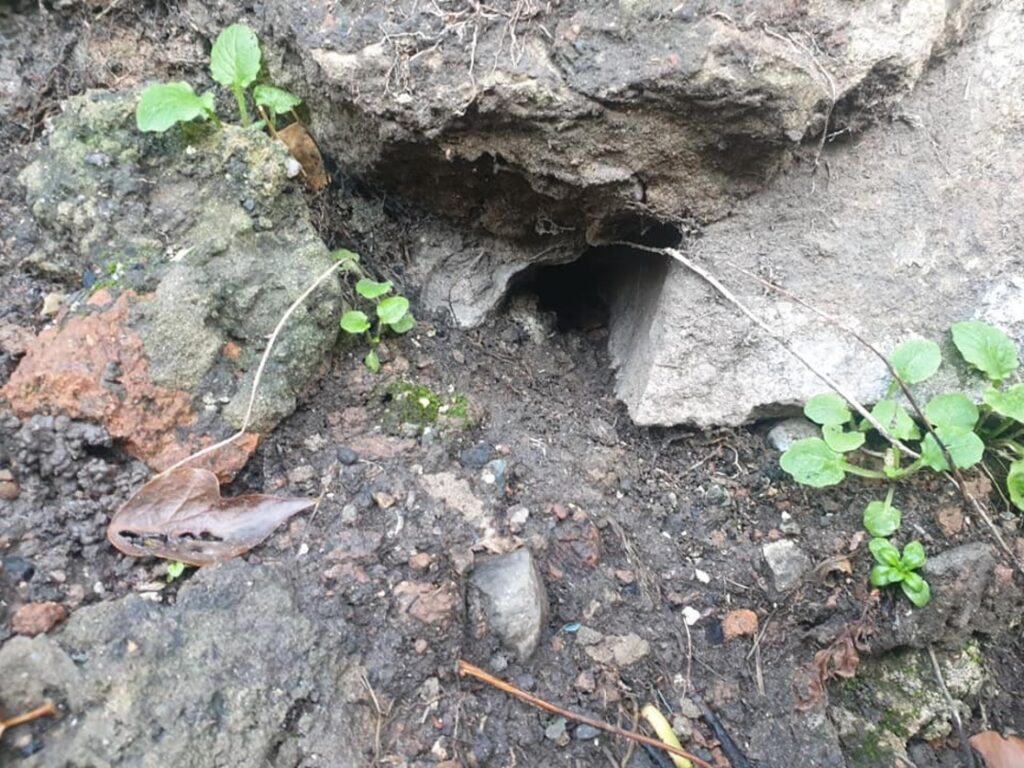 Rodent hole from rats in the garden of Belfast home 