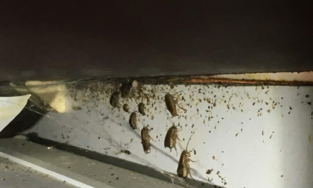 Cockroach infestation prior to cockroach extermination