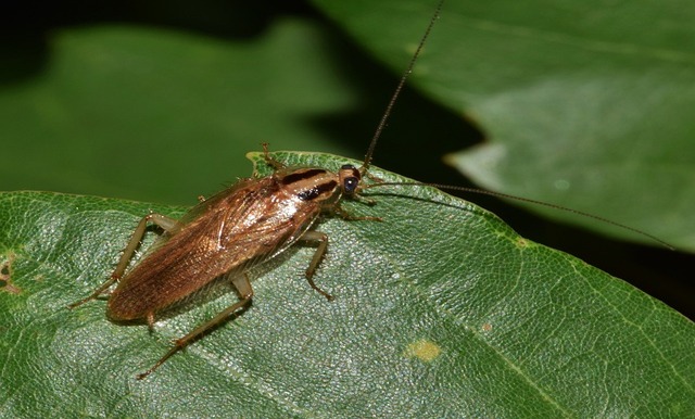 German cockroach sat on a leaf