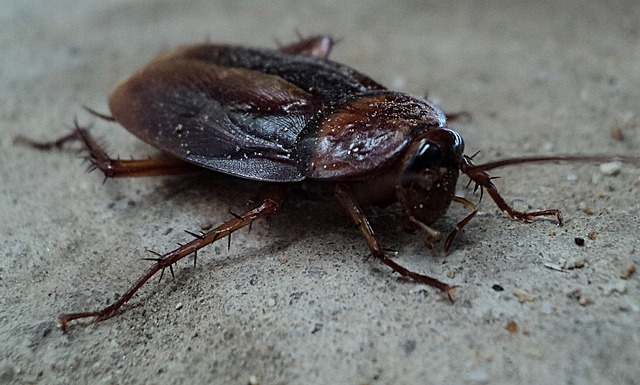 Oriental Cockroach on floor