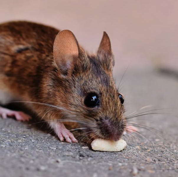 Mouse on pavement