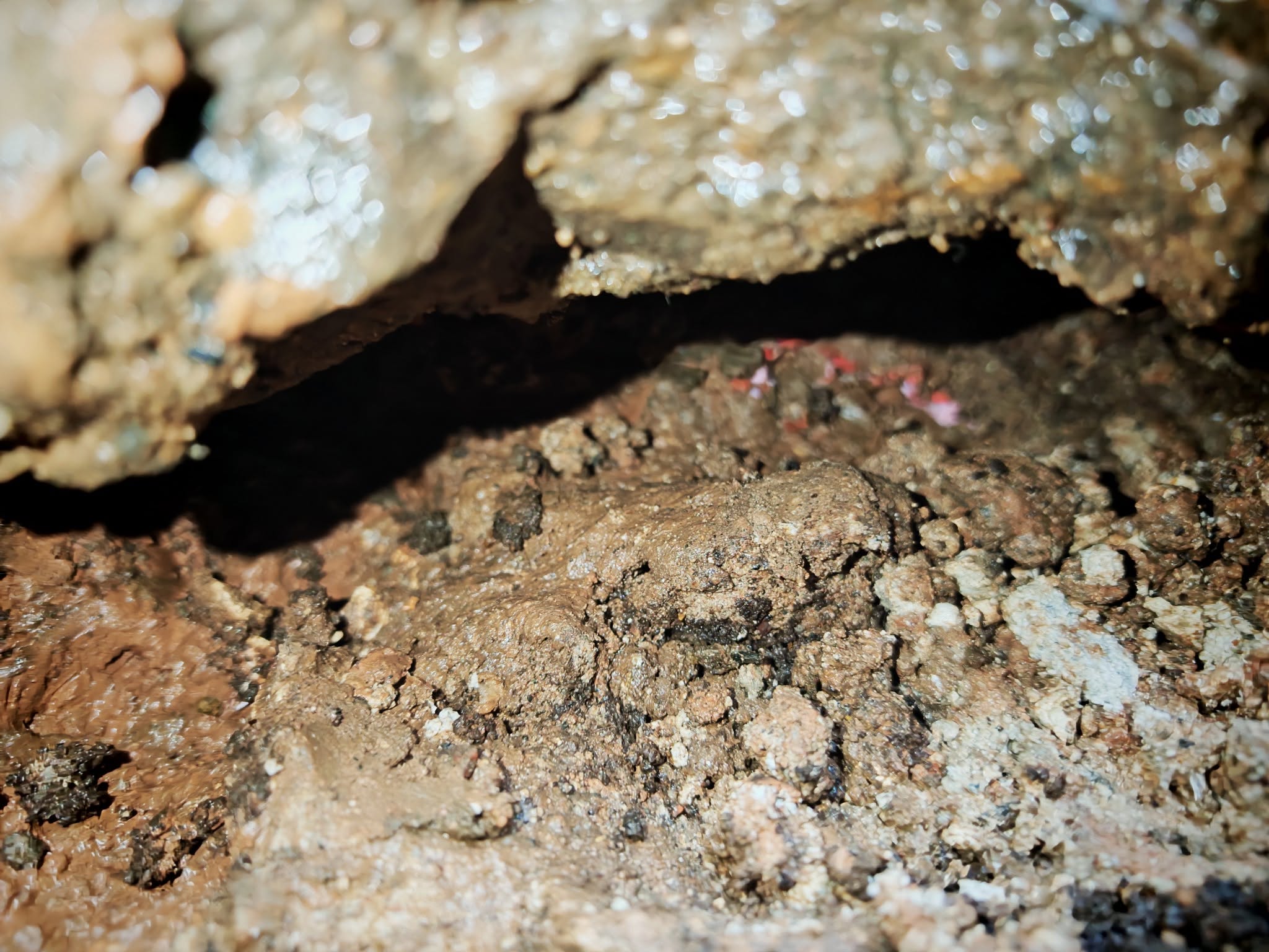 Interior view of drain showing presence of rats