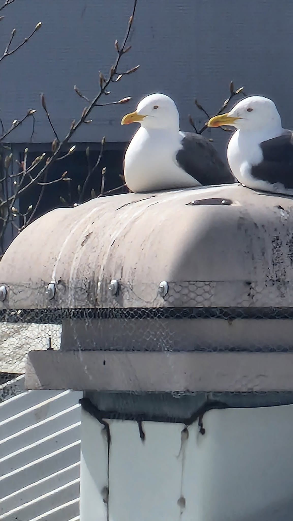 Two seagulls sitting on roof of building