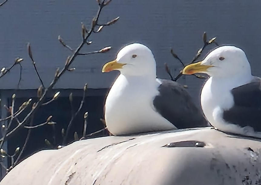 Seagulls sat on a roof
