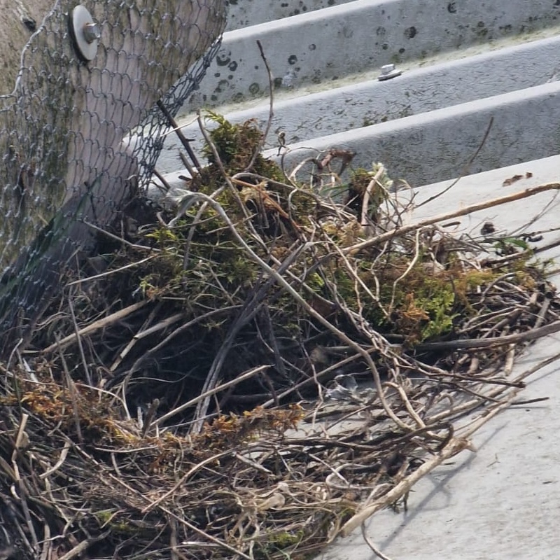 Seagull nest on a roof