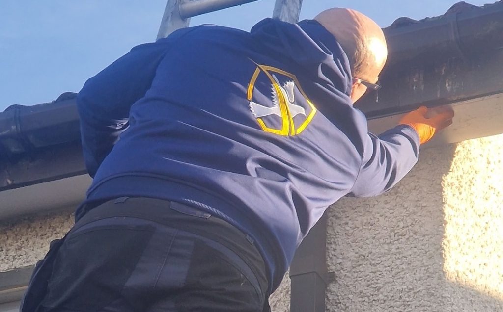 Flytech bird control expert on a ladder
