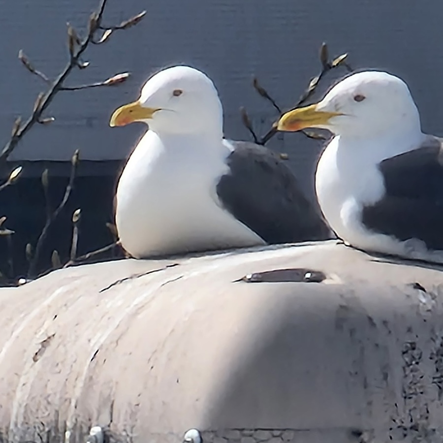 Seagulls on a commercial building