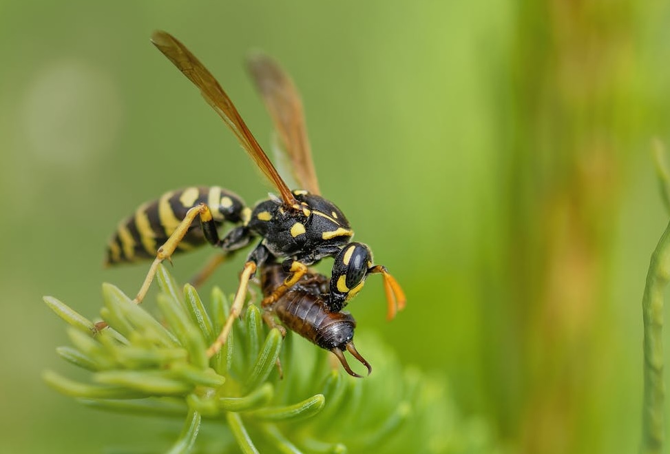 A wasp eating an insect