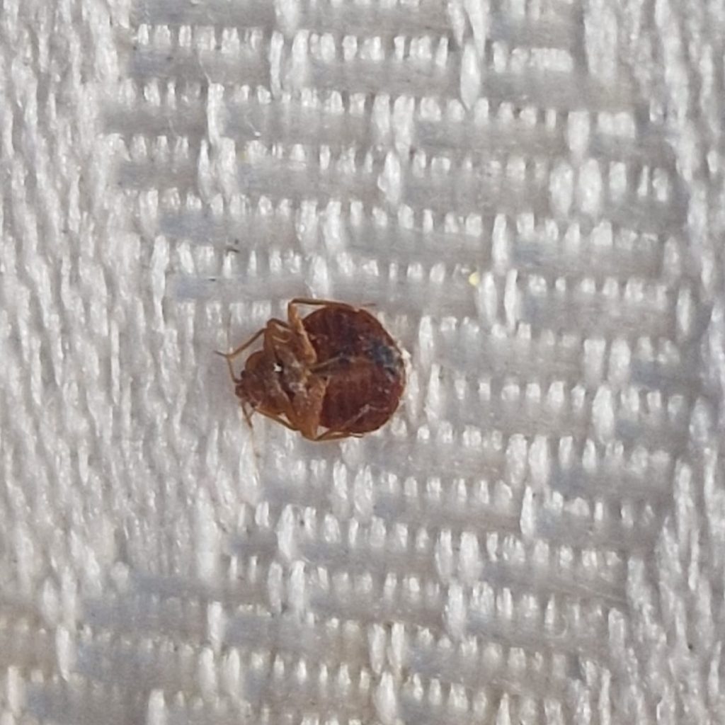 Adult bed bug on white cloth