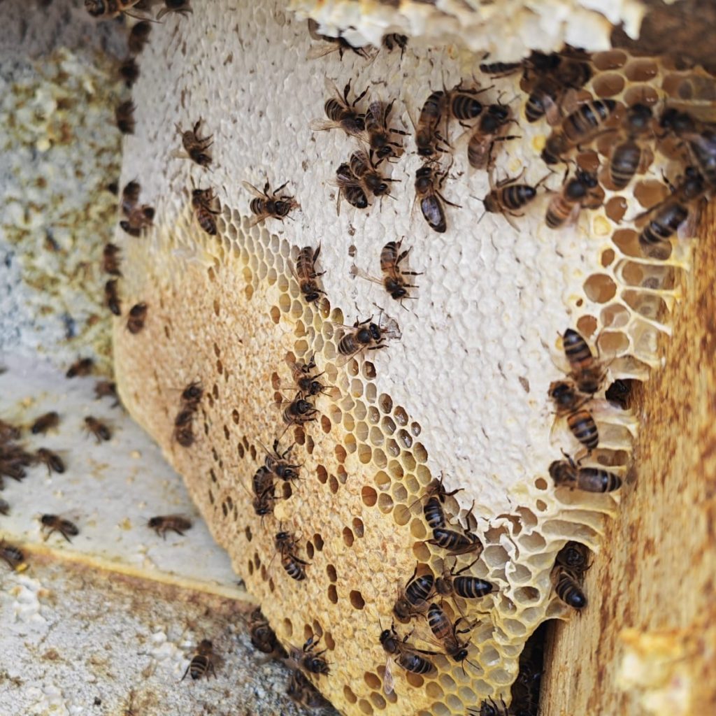 Honey Bees