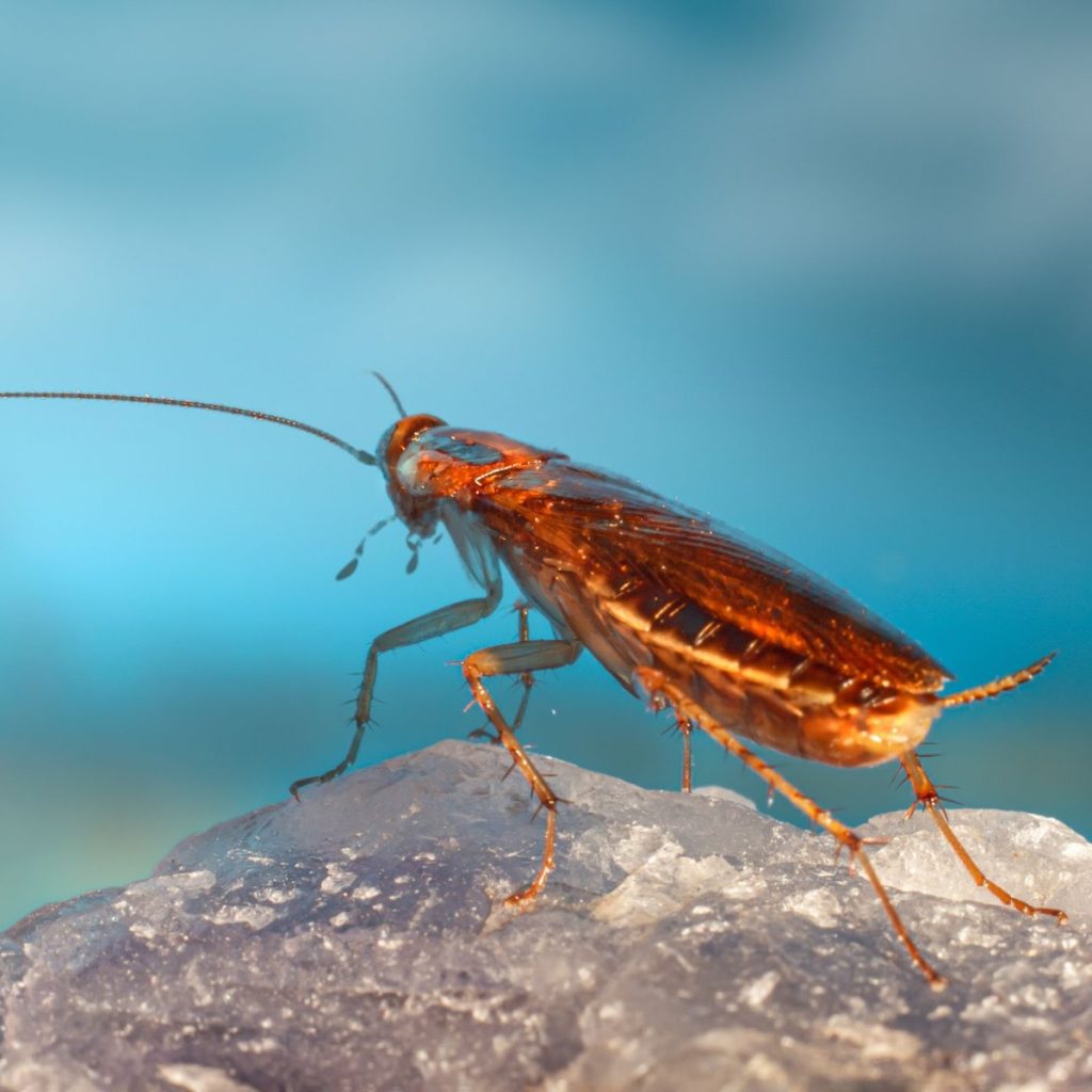 German cockroach on a rock