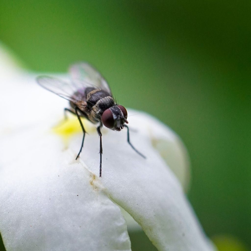House fly on a white flower