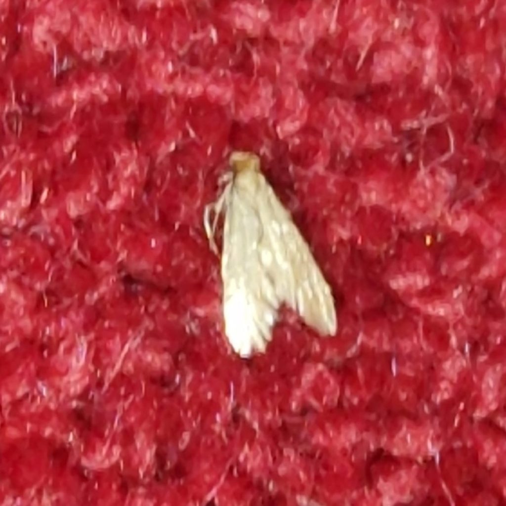 Common clothes moth on a red carept