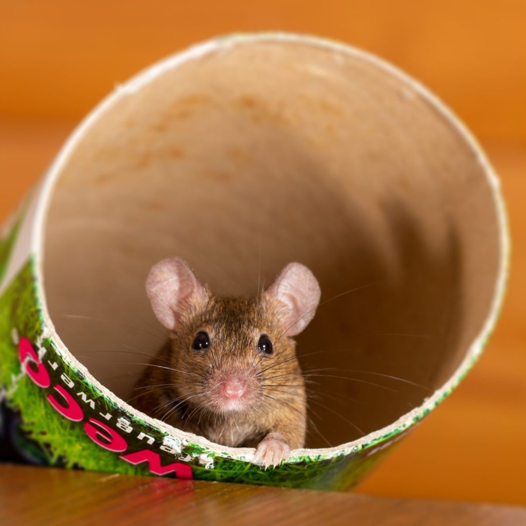 A mouse peeking out of a tube