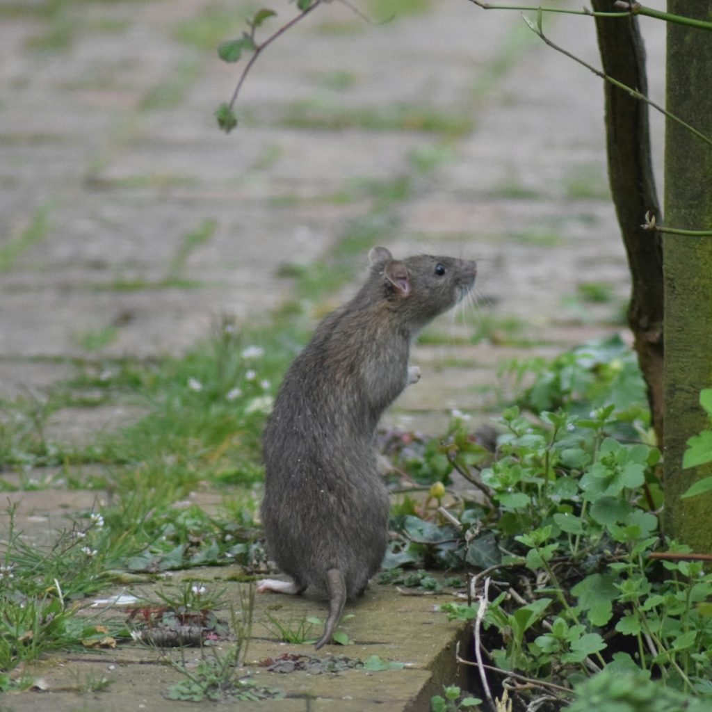 Brown rat on its haunches 