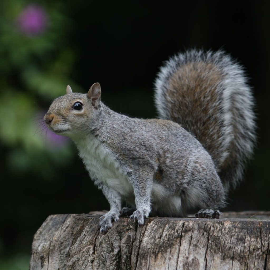 Grey squirrel on a stump