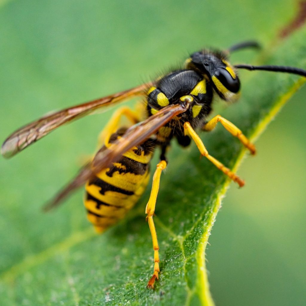 Wasp on a leaf
